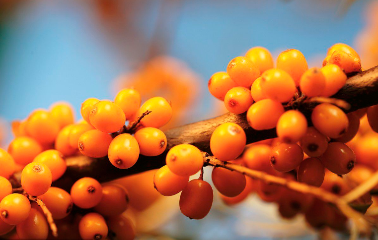 seabuckthorn.png