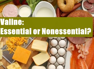 Is Valine An Essential Amino Acid