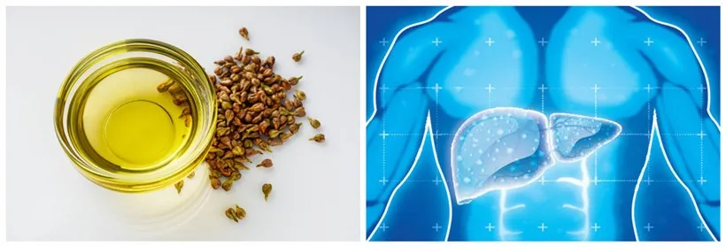 Liver Protection Liver Protection